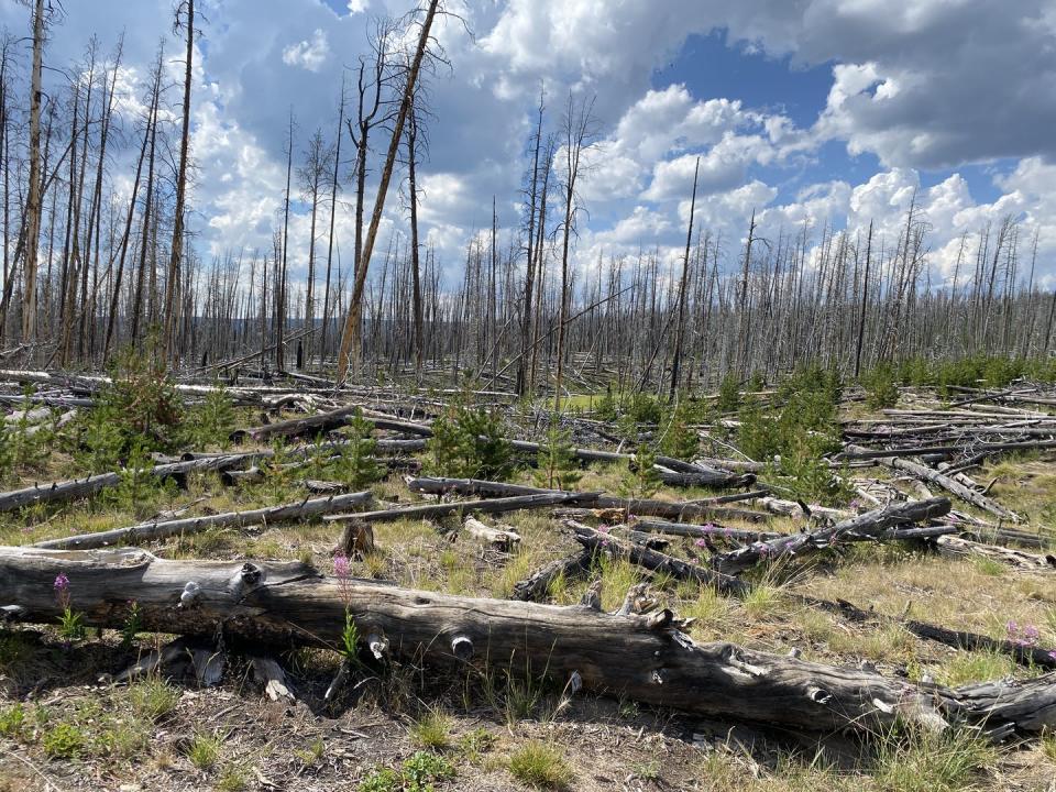 <span class="caption">Large fires are occurring more frequently than in the past. The author, who is also part of the Science Moms group of climate scientists, took this photo of regrowth at the site of a fire in Yellowstone.</span> <span class="attribution"><a class="link " href="https://sciencemoms.com/" rel="nofollow noopener" target="_blank" data-ylk="slk:Erica A.H. Smithwick;elm:context_link;itc:0;sec:content-canvas">Erica A.H. Smithwick</a>, <a class="link " href="http://creativecommons.org/licenses/by-nd/4.0/" rel="nofollow noopener" target="_blank" data-ylk="slk:CC BY-ND;elm:context_link;itc:0;sec:content-canvas">CC BY-ND</a></span>