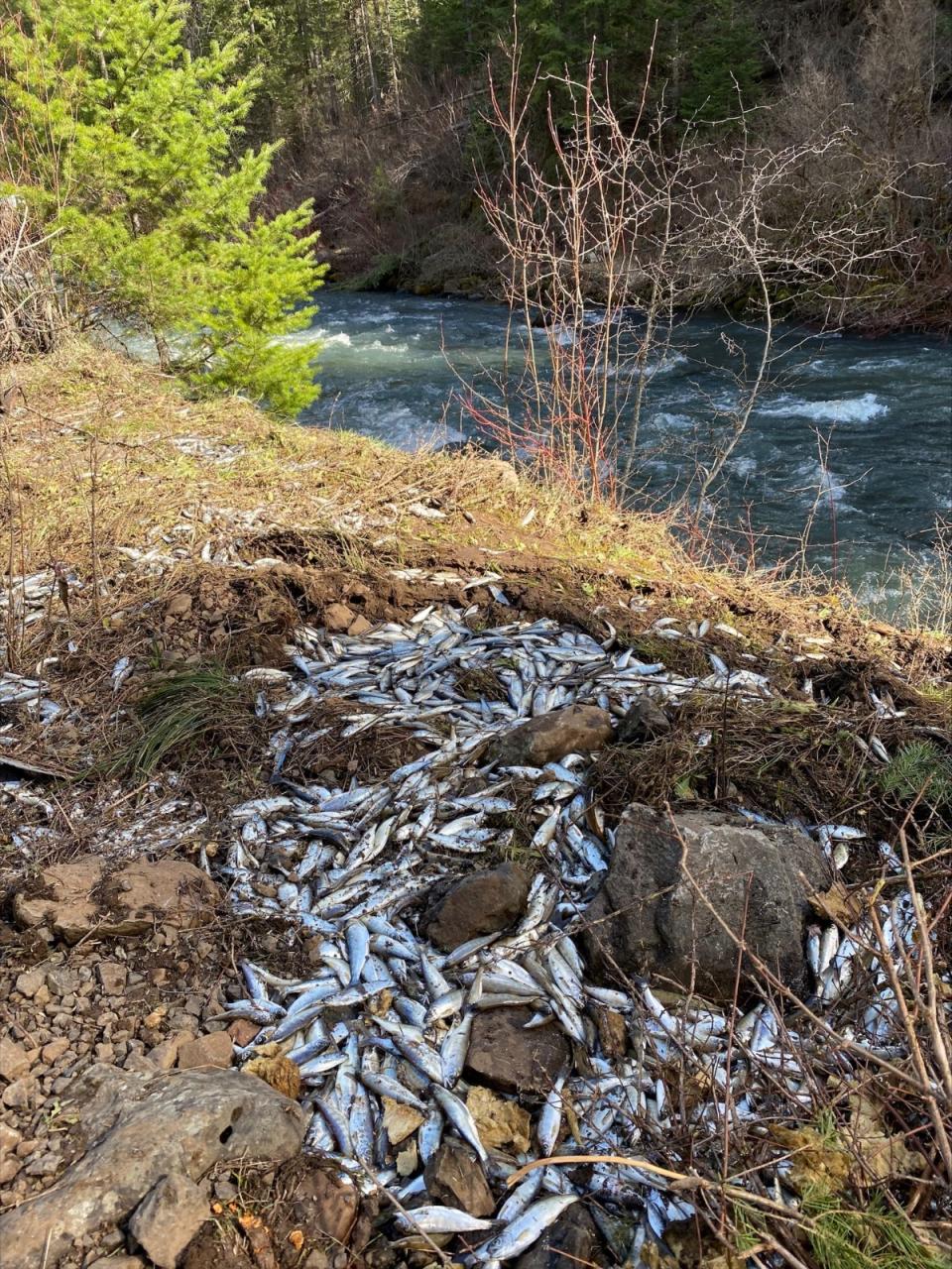 超過2.5萬條小帝王鮭較不幸運。翻攝Oregon Department of Fish and Wildlife