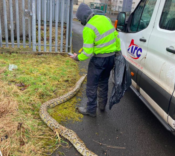 Pictures of huge snakes in Greenock appeared on social media. (Twitter/@InverclydeNC)