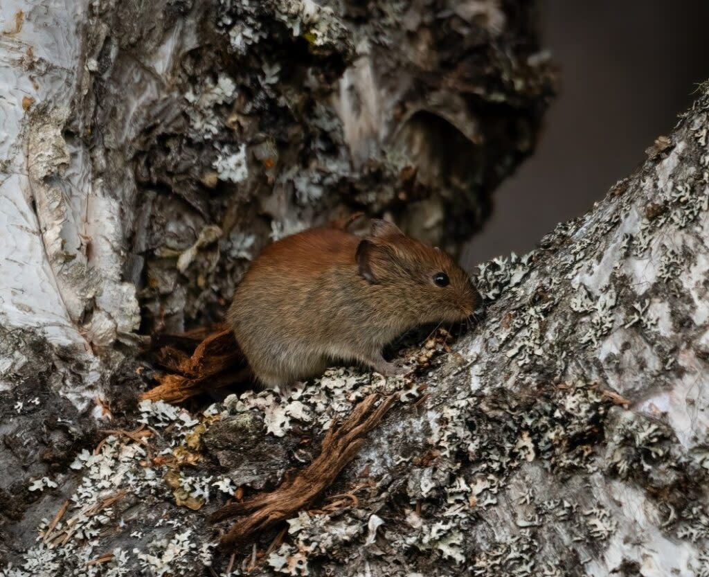 A northern red-backed vole scampers through a forested area of the Kenai Peninsula. (Photo by Colin Canturbury/U.S. Fish and Wildlife Service)