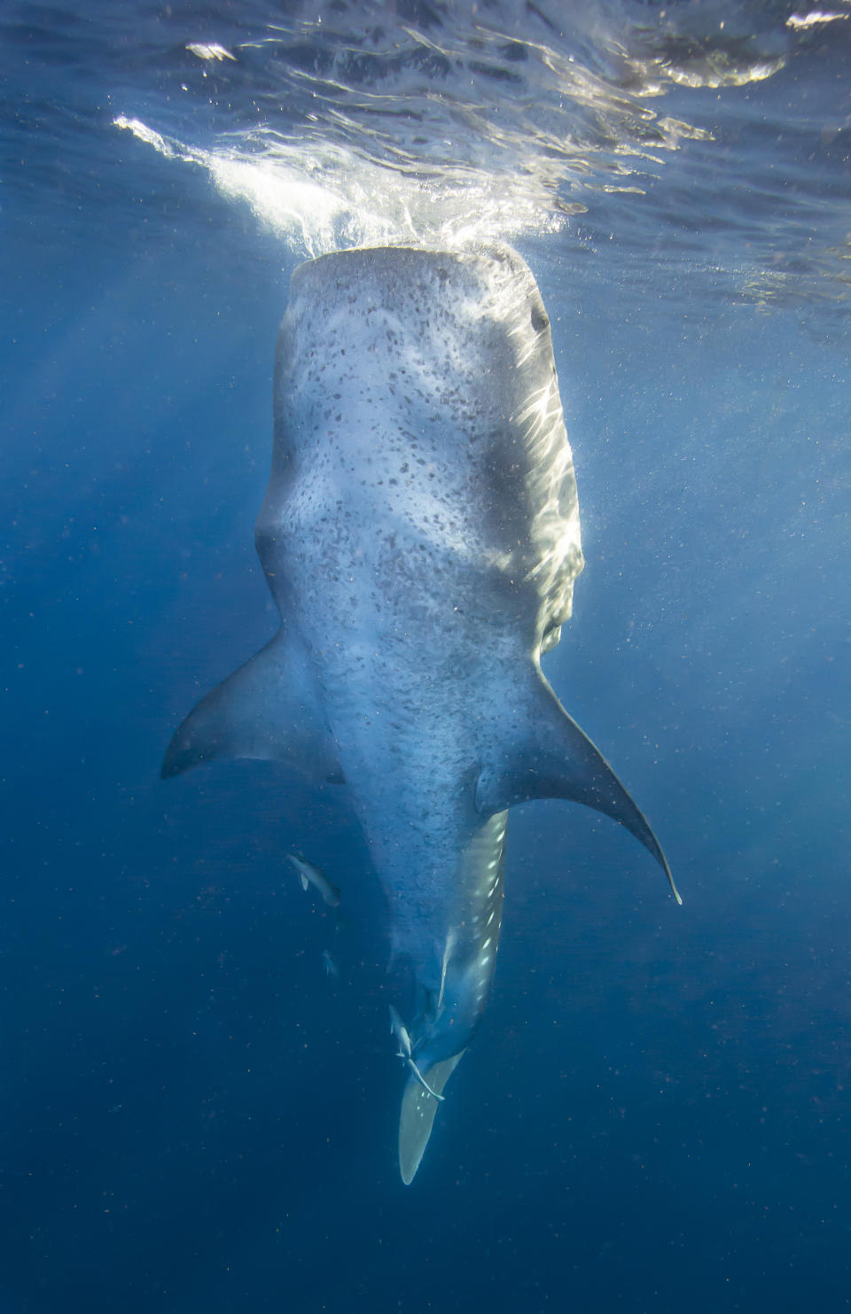 Whale shark gulps down fish eggs