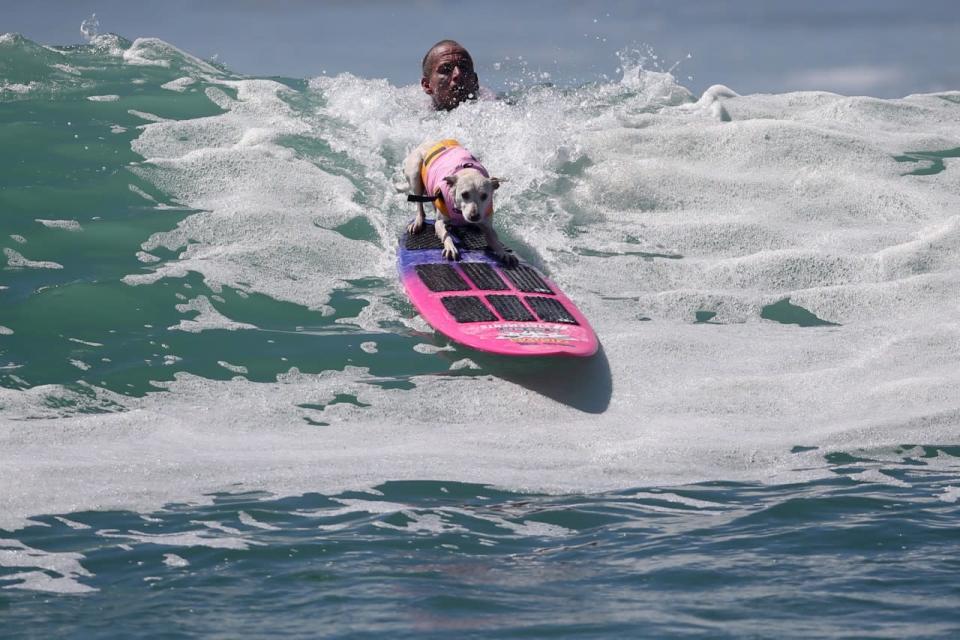 <p>A dog rides a wave during the Surf City Surf Dog competition in Huntington Beach, California, U.S., September 25, 2016. REUTERS/Lucy Nicholson</p>