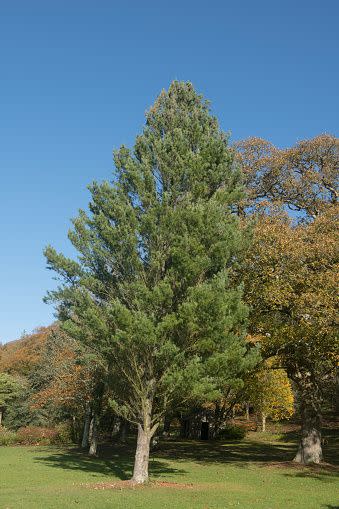 fast growing shade trees