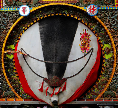 The decorated carcass of a fattened pig, winner of the "holy pig" contest, is paraded in Sanxia district in New Taipei City, Taiwan February 2, 2017. REUTERS/Tyrone Siu