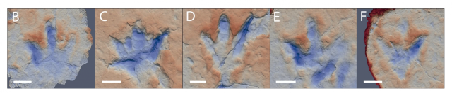 Fast-running theropods tracks from the Early Cretaceous of La Rioja, Spain