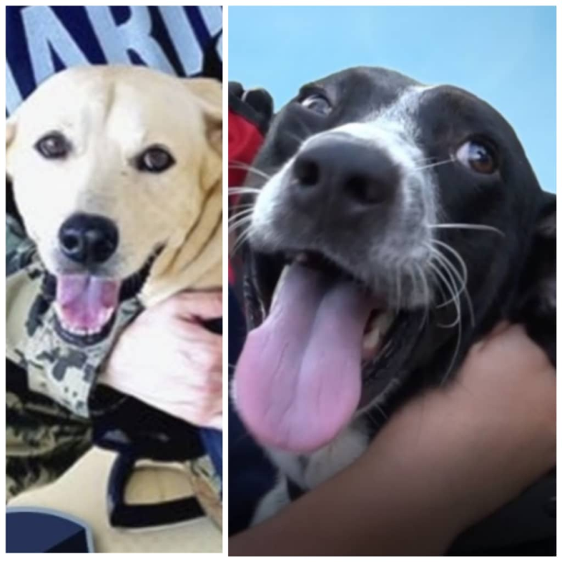 Names for the two rescue dogs, that had been given homes by the Mexican Navy, will be revealed later today. — Photos via Facebook/ Secretaría de Marina