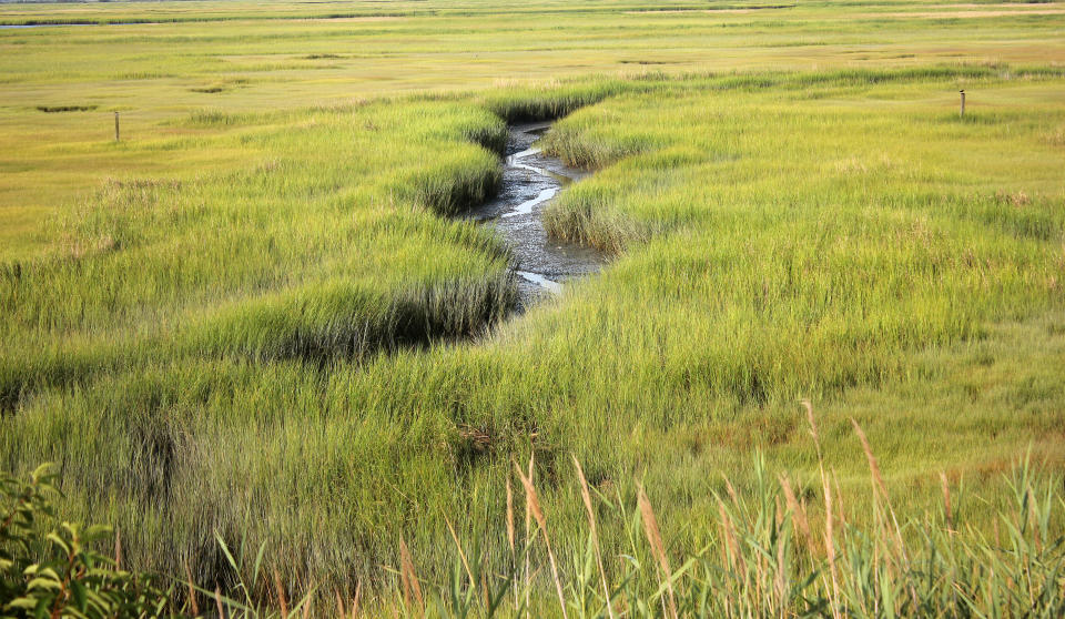 Salt Marsh  