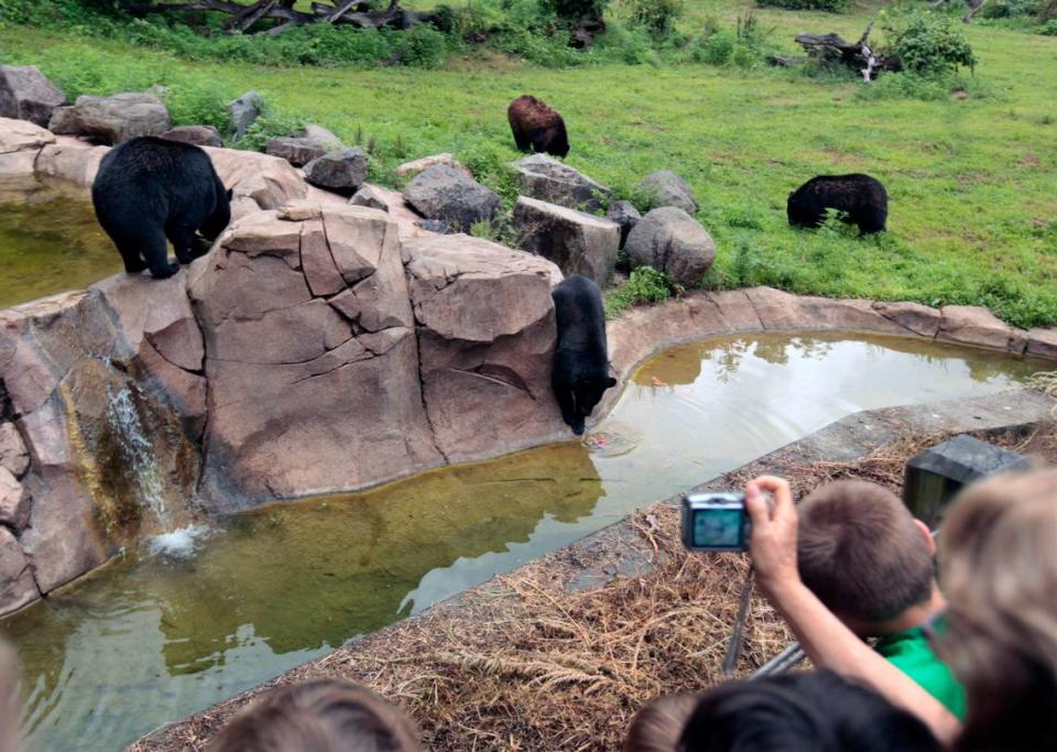Clockwise from left: Gus, Mimi, Virginia and Yona, the four black bear residents at the Museum of Life + Science in Durham bear habitat, came out for the cameras and visitors while feeding on frozen chunks of sweet watermelon, August 1, 2014.