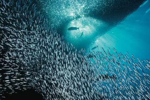 Schooling sardines in the Gulf of California - Credit: Kip Evans
