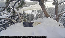 In this image from video provided by Friends of Big Bear Valley, a bald eagle nests over three eggs in Big Bear Valley, in the San Bernardino Mountains of Southern California, Thursday, Feb. 8, 2024. Skies cleared over most of California on Thursday after days of wind, rain and heavy snowfall that caused power outages, street flooding and damaging mudslides. Snow-capped mountains sparkled under brilliant sunshine that replaced days of wet and dangerous weather. (Friends of Big Bear Valley via AP)
