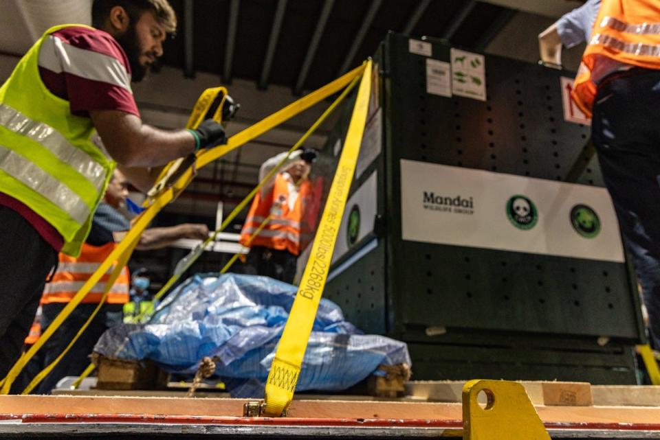 Le Le's crate had to be secured to a pallet before it was loaded onto the plane.