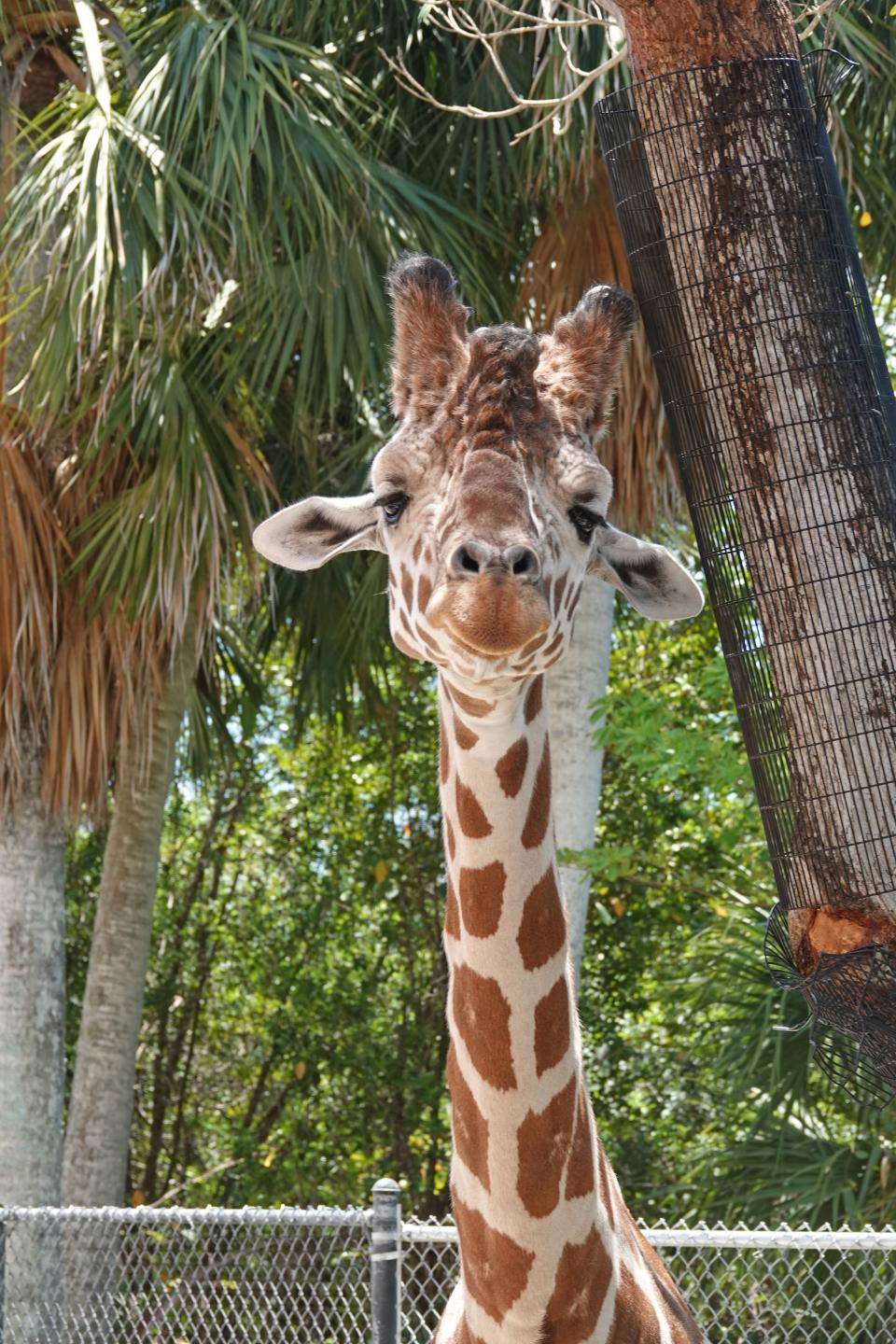 Timber the giraffe has died at the Naples Zoo, officials said. He was found deceased Aug. 5, 2022. Timber, 13, arrived in Naples in 2010 from the Denver Zoo, where he was born in 2008.