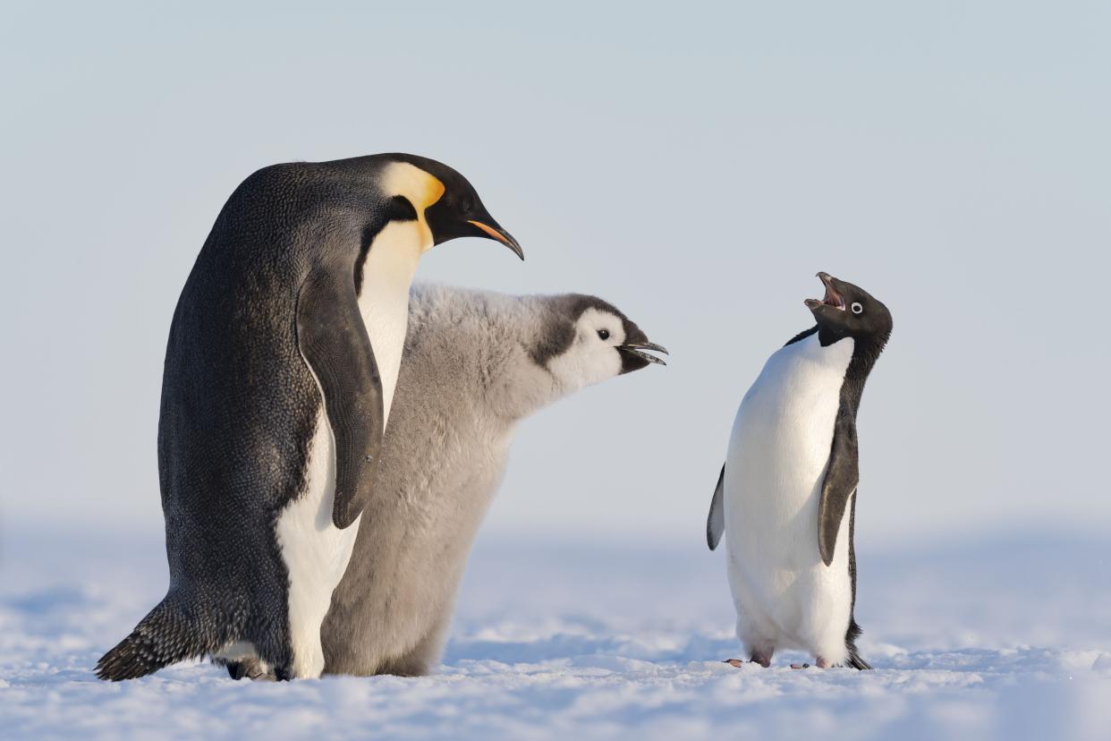 An Adélie penguin approaches an emperor penguin and its chick during feeding time in Antarctica's Atka Bay.