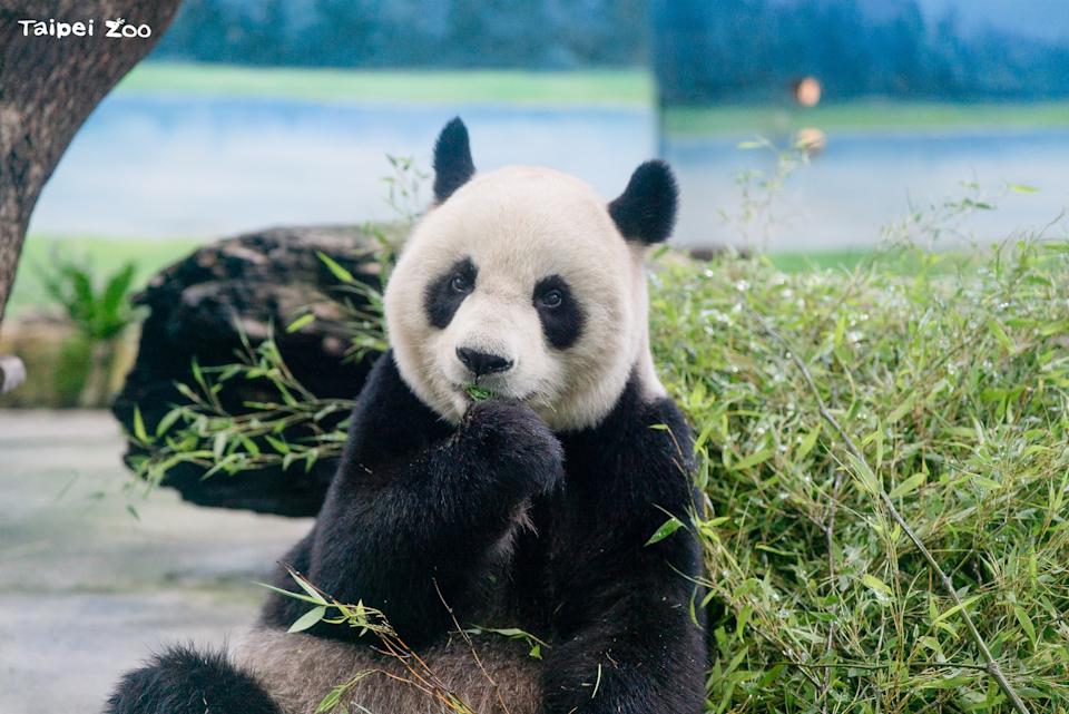 近日傳出日本議員提案，希望就大貓熊等動物交換與台灣進行協商。（圖：動物園臉書）