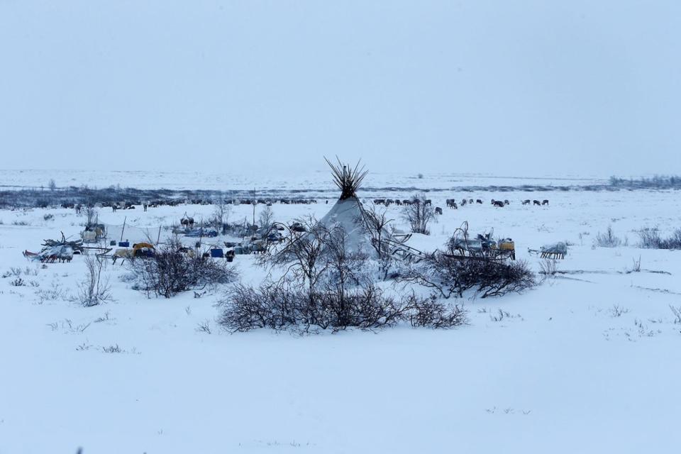 Pastoreo de renos en la remota región ártica de Rusia
