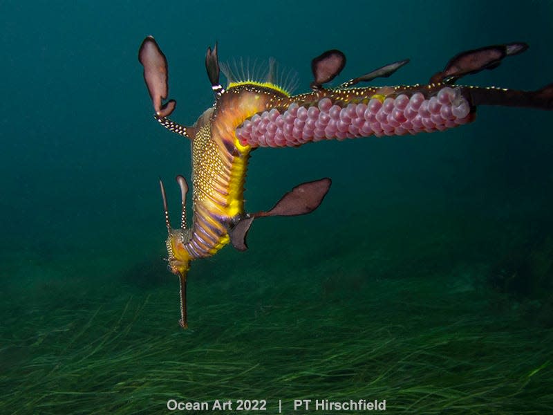 Photo:  PT Hirschfield/Ocean Art