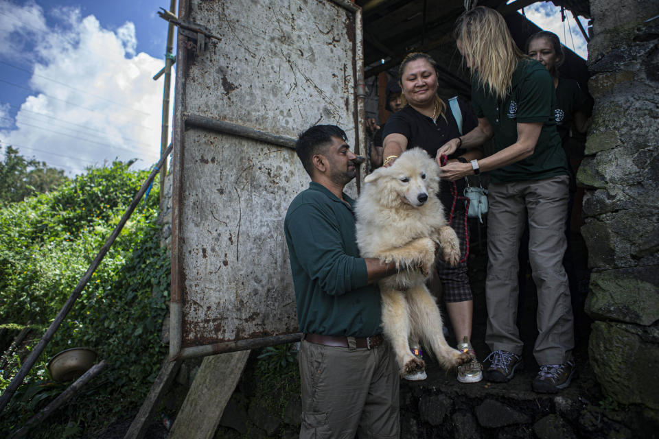 A member of anti-animal cruelty group Humane Society International, (HSI) carries a dog from a slaughter house in Tomohon, North Sulawesi, Indonesia, Friday, July 21, 2023. Authorities on Friday announced the end of the "brutally cruel" dog and cat meat slaughter at a notorious animal market on the Indonesian island of Sulawesi following a years-long campaign by local activists and world celebrities. (AP Photo/Mohammad Taufan)