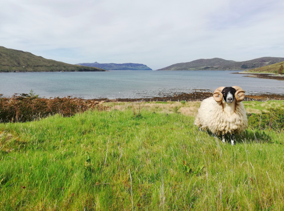 A ram strikes a pose in Iona Macphieb's 'My Friendly Neighbour'.