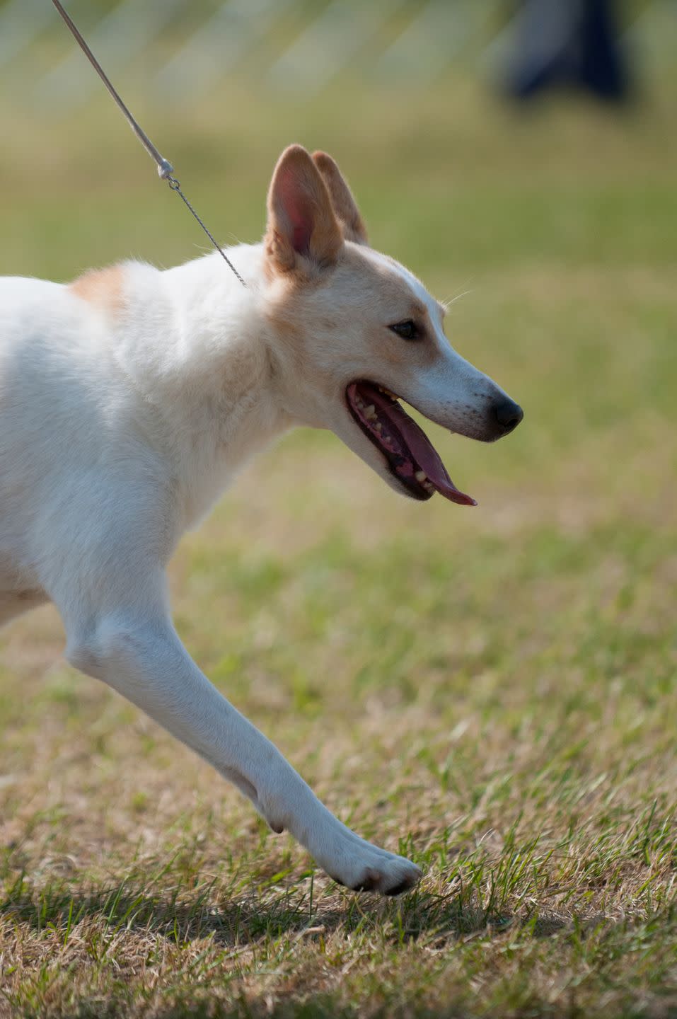 herding dog breeds like the canaan