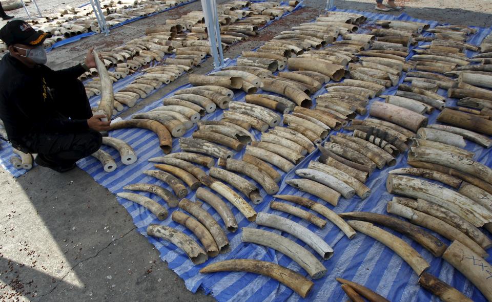 A customs officer holds up a confiscated elephant tusk before a news conference at the Port Authority of Thailand in Bangkok April 20, 2015. Thai customs officials have seized four tonnes of ivory worth $6 million, authorities said on Monday, in what the department called the largest bust of its kind in Thailand's history. The elephant tusks were hidden in bags containing dried beans in containers originating from the Democratic Republic of Congo, the Thai Customs Department said in a statement, and were bound for Laos. (REUTERS/Chaiwat Subprasom)