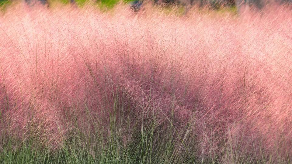 Muhly Grass