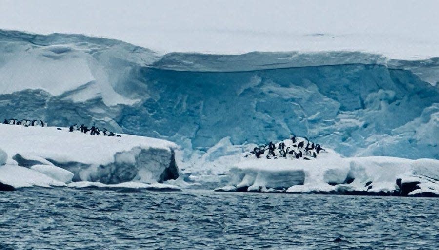 Pam Trusdale took this photo of penguins during a trip to Antarctica.
