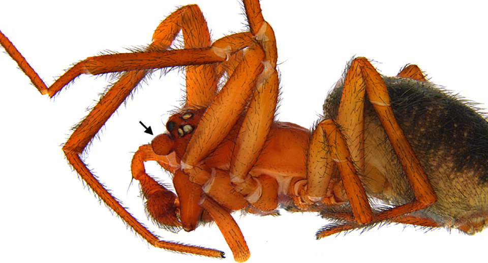 The spider in close-up. An arrow points to its globular structure. 
