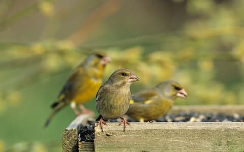 Greenfinch on bird table in garden  - Credit: David Tipling/Alamy