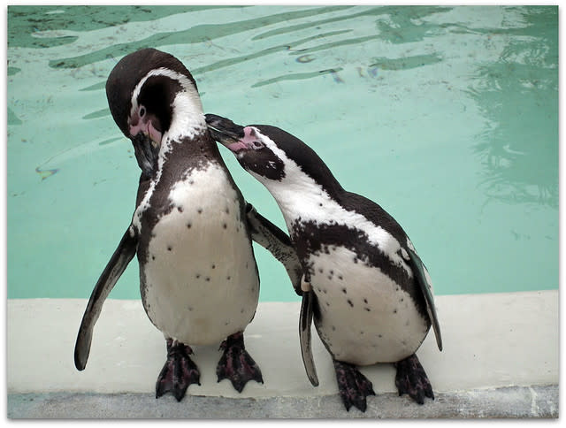 Love is...Preening your mate! - Cotswold wildlife Park