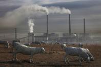 'Polluted Landscape' by Lu Guang in Holingol City, China. Due to the vast presence of coal mines, meadows are left devastated and no sheep or cattle can survive there. In order to preserve the image of the city, the local government installed 120 sculptures of sheep and cattle on the meadow (Lu Guang)