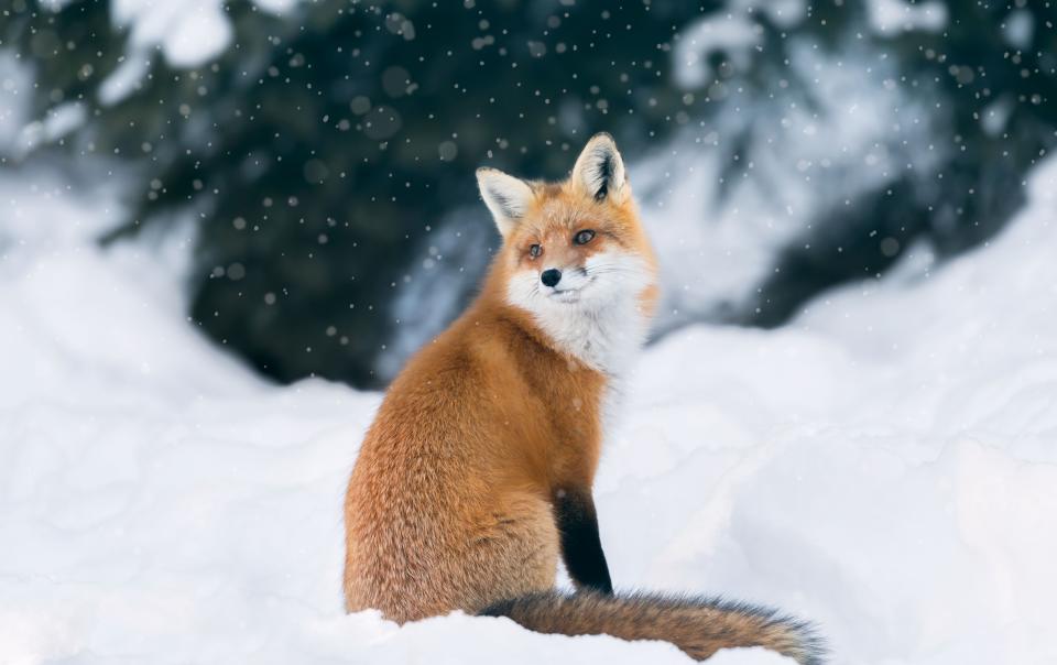 These Adorable Photos of Baby Animals in the Snow Will Brighten Your Day