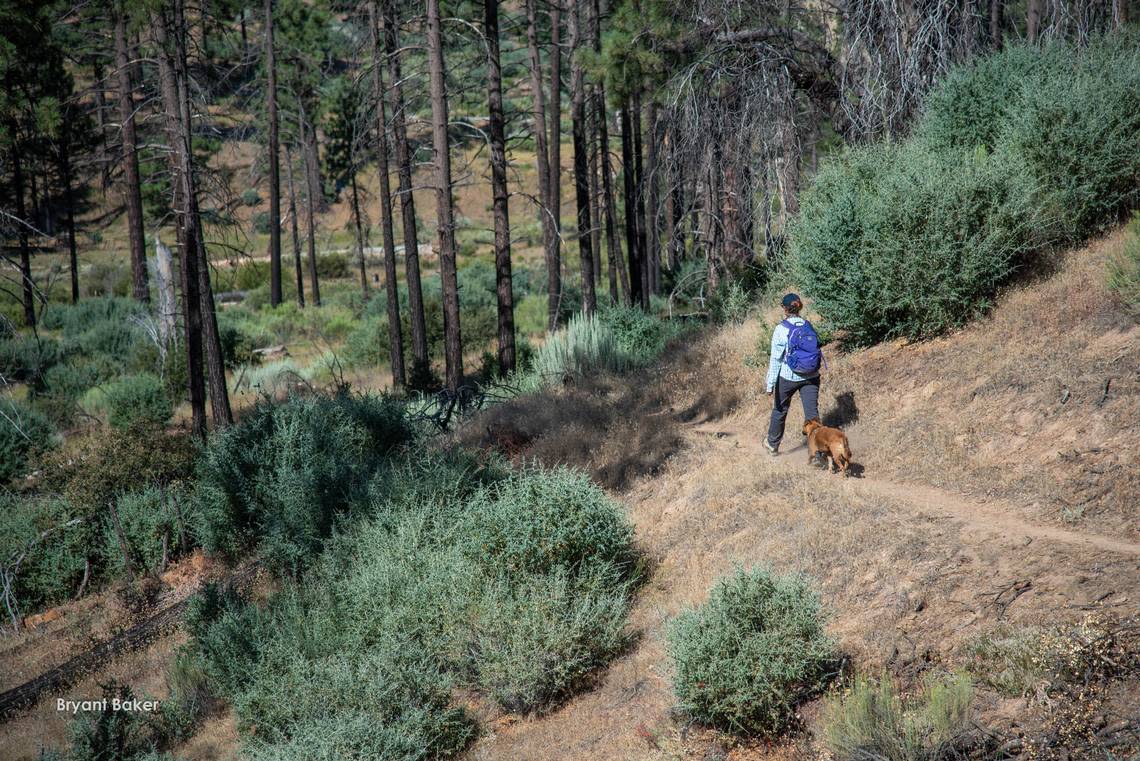 An individual and their dog walk on a trail in an area of the Los Padres National Forest.