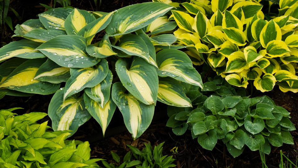 Hostas plant