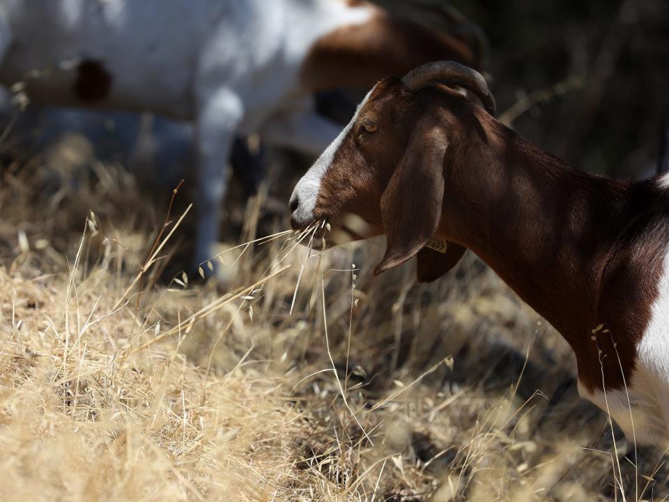 A goat grazes on on Bay Area Rapid Transit property in Walnut Creek, California in 2022.