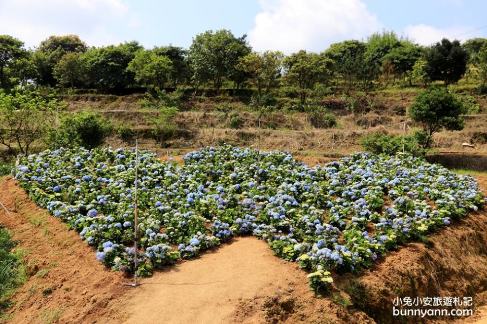 新北景點｜高家繡球花田萬里第三園區