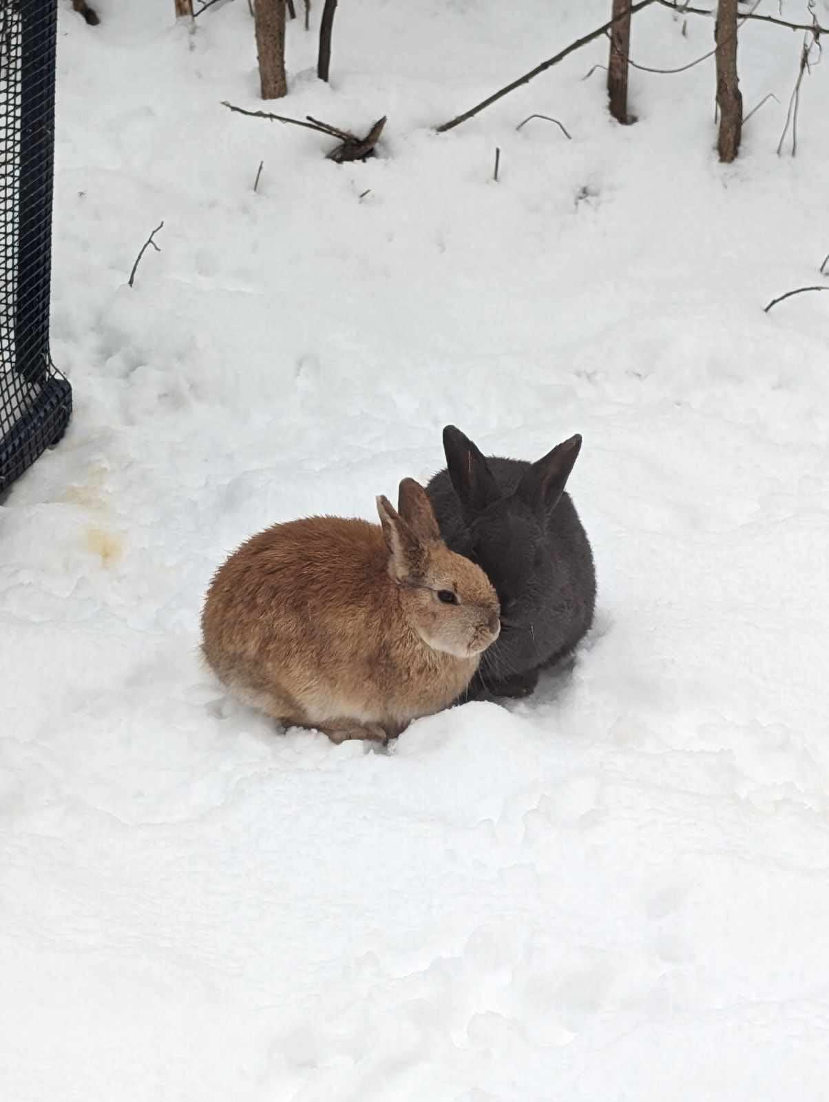 Melanie Andrecyk and some of her neighbours in Stellarton, N.S., say they have caught eight bunnies. (Melanie Andrecyk/Facebook - image credit)