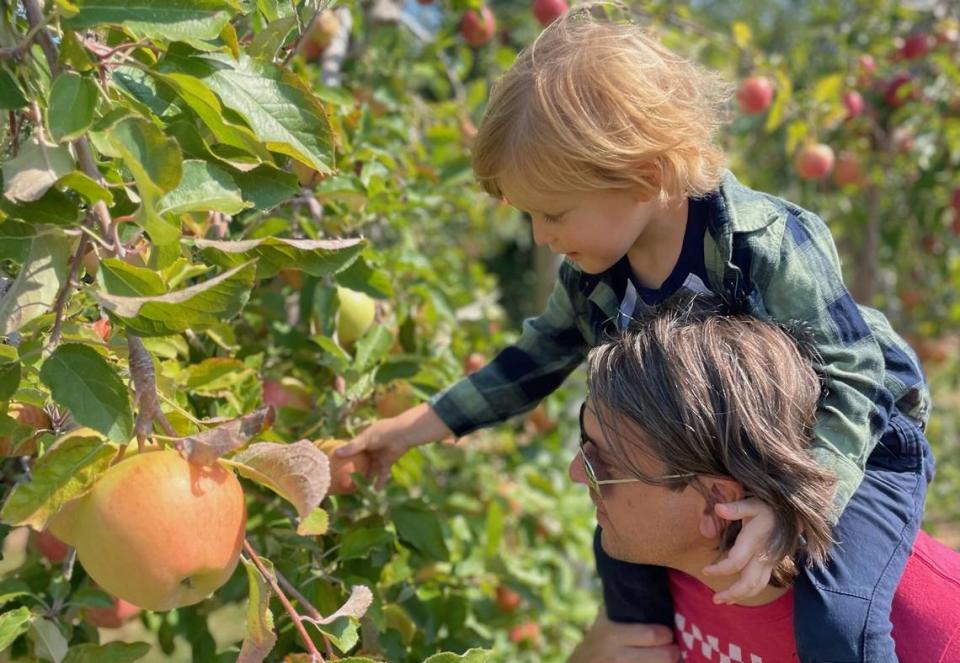 Perry Lowe Orchards in Moravian Falls offers apple picking by reservation.