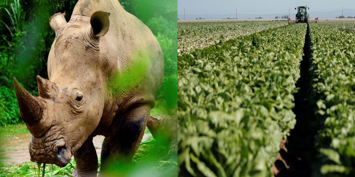 new rhinosfarmers