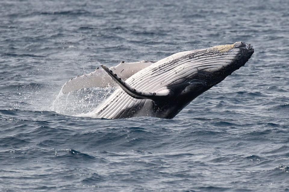 'Humpback whale breaching' by @reneliniger (Australia)