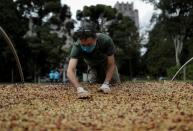 Sao Paulo's Biological Institute hosts one of the largest urban coffee plantations in the world