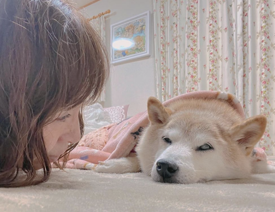 Kobusu, the internet-famous shiba inu who inspired dogecoin, is critically ill with leukemia (Kabosumama / Instagram)