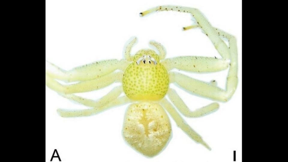 The yellow spider has green spots on its carapace, photos show.