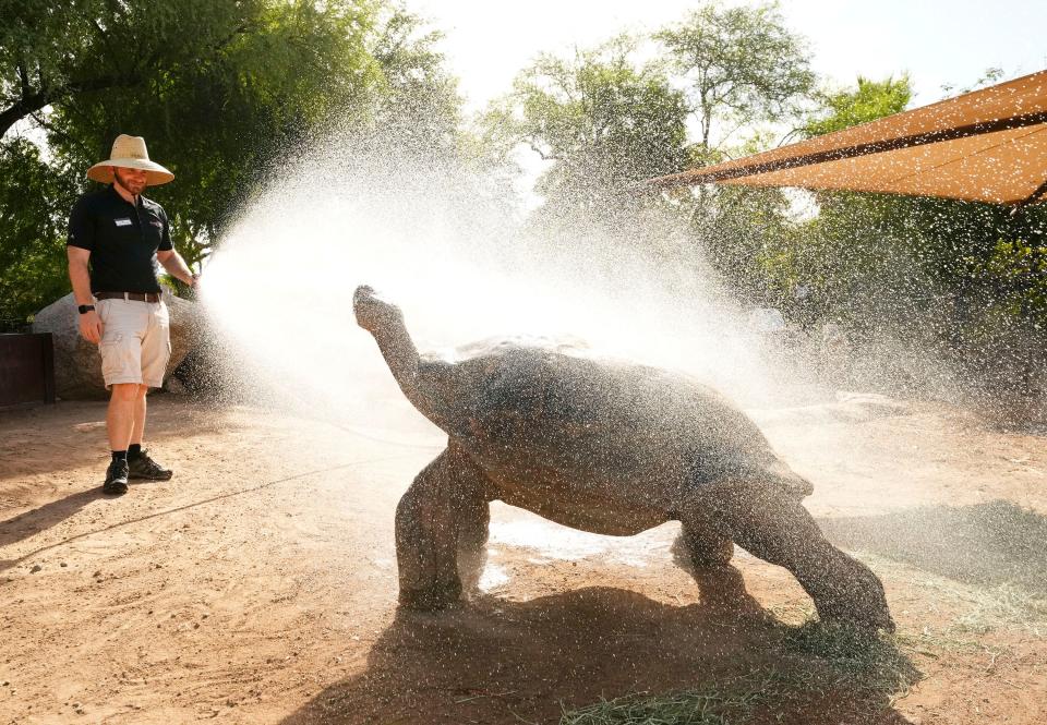 Phoenix Zoo senior keeper Ron Pohl sprays cooling water on a Galapagos Tortoise to offer some relief from the extreme heatwave in central Arizona on July 18, 2023. Tuesday is the 19th day in a row of temperatures of 110 degrees or more which sets a new record.