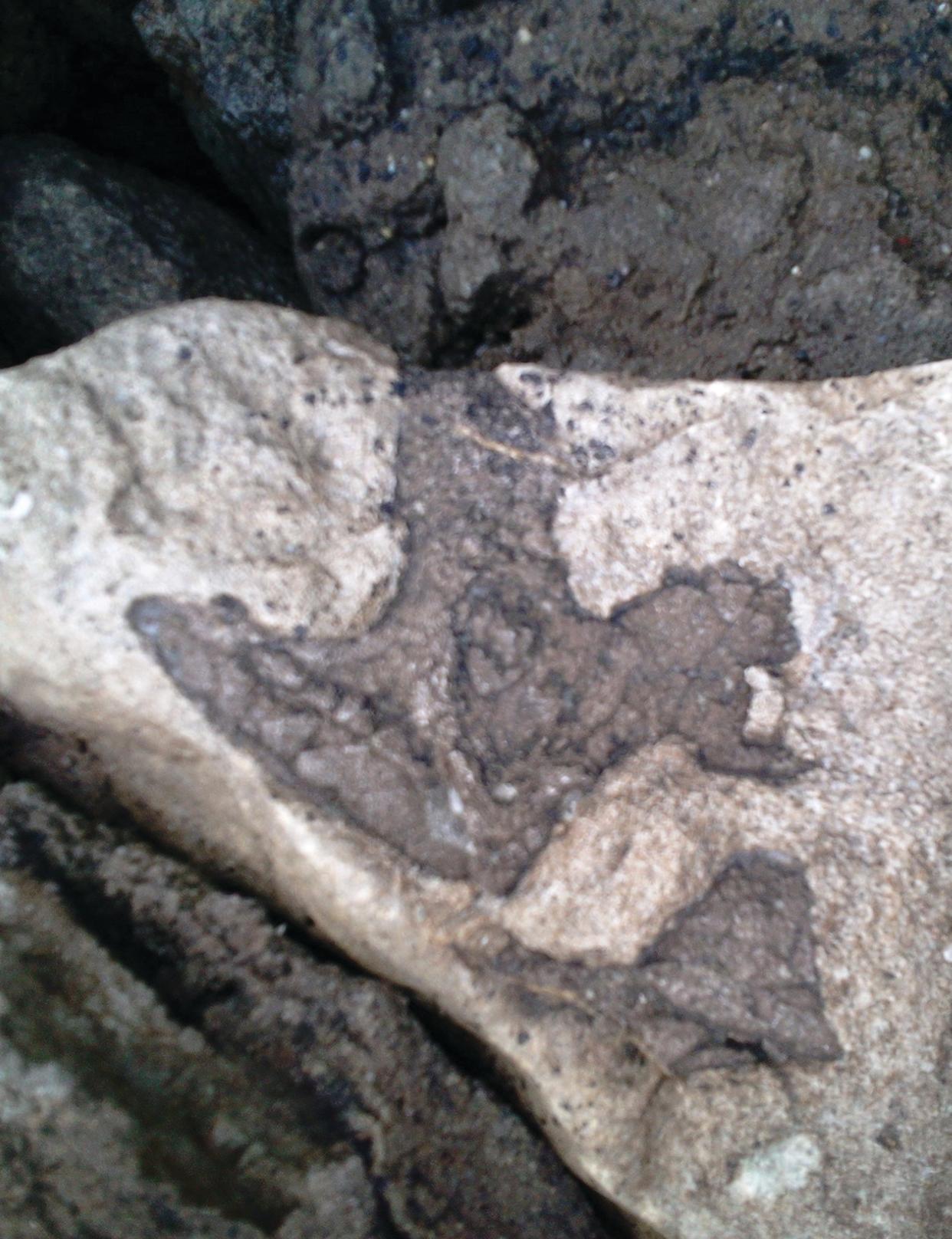 A tridactyl dinosaur footprint now on display at Folkestone Museum (University of Portsmouth/PA)