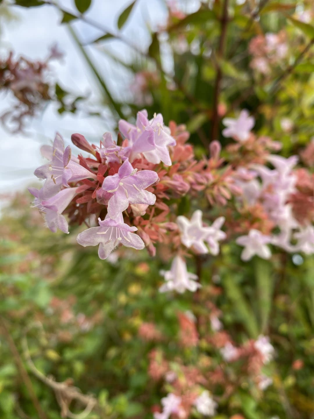 abelia x grandiflora flowers