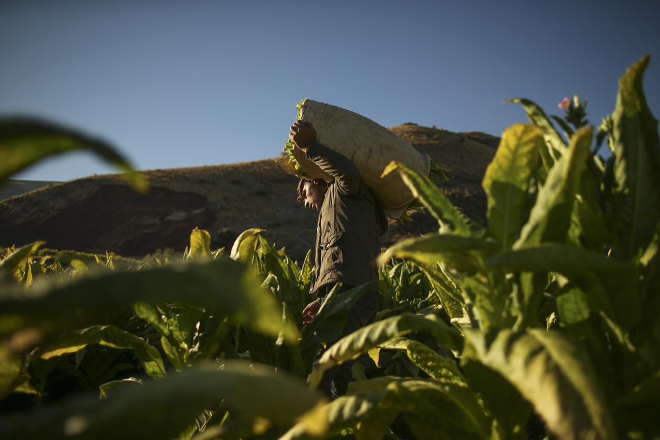 Serkan Arikan,19, carries a sack full of tobacco leaves in a field near Kurudere village, Adiyaman province, southeast Turkey, Wednesday, Sept. 28, 2022. Official data released Monday Oct. 3, 2022 shows consumer prices rise 83.45% from a year earlier, further hitting households already facing high energy, food and housing costs. Experts say the real rate of inflation is much higher than official statistics, at an eye-watering 186%. (AP Photo/Emrah Gurel)