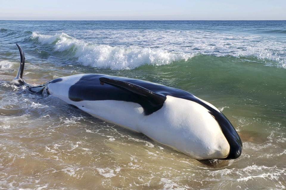 This photo provided by Flagler County Sheriff’s Office shows a dead killer whale in Palm Coast, Fla., on Wednesday, Jan. 11, 2023. According to authorities, the 21-foot (6.4-meter) killer whale died after beaching itself. (Flagler County Sheriff’s Office via AP)