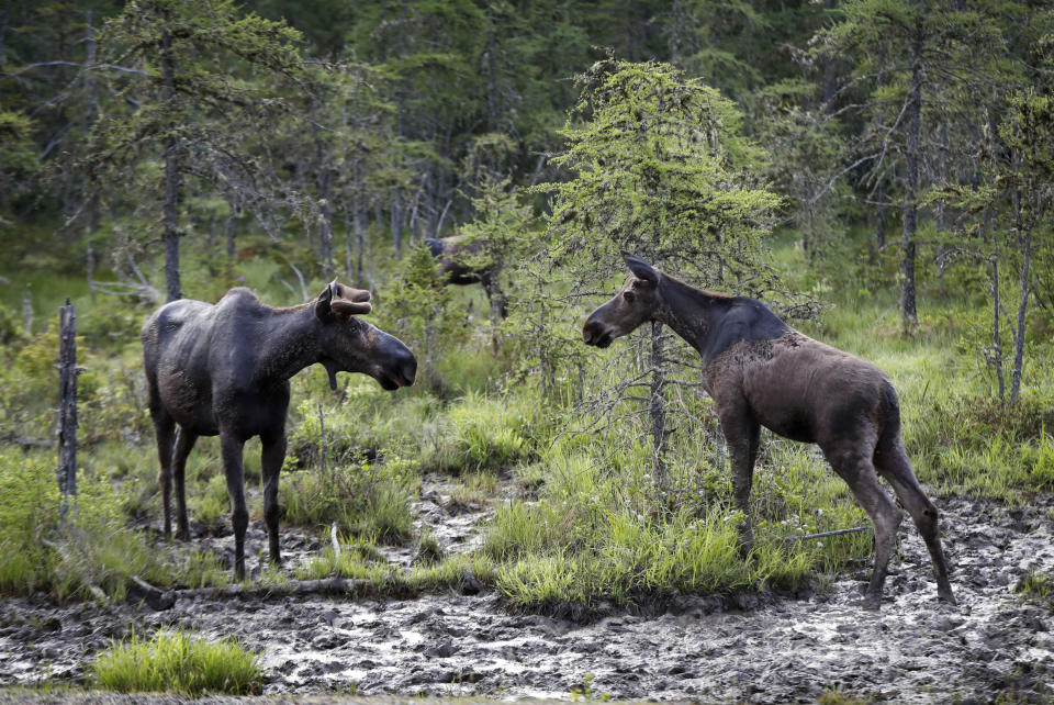 FILE - In this May 31, 2018, file photo, a pair of bull moose face off over rights to patch of mud where they were feeding at the Umbagog Wildlife Refuge in Wentworth's Location, N.H. The Trump administration plans to open up 2.3 million acres of land for hunting and fishing at more than 100 national wildlife refuges and fish hatcheries around the United States under a proposal unveiled Wednesday, April 8, 2020, that is aimed at giving Americans more recreational access on public lands. The proposal would allow fishing for the first time at several national wildlife refuges, including San Diego Bay in California, Alamosa in Colorado, Bombay Hook in Delaware and Umbagog in Maine and New Hampshire and Everglades Headwaters in Florida, according to a list posted online. (AP Photo/Robert F. Bukaty, File)