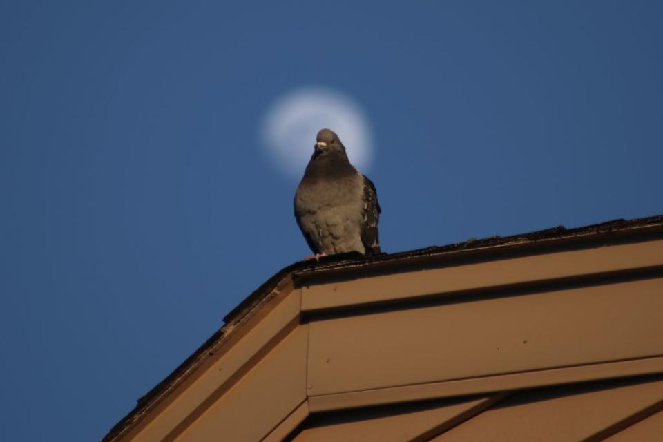 The nearly full moon rises over Secaucus city of New Jersey, United States on February 20, 2024