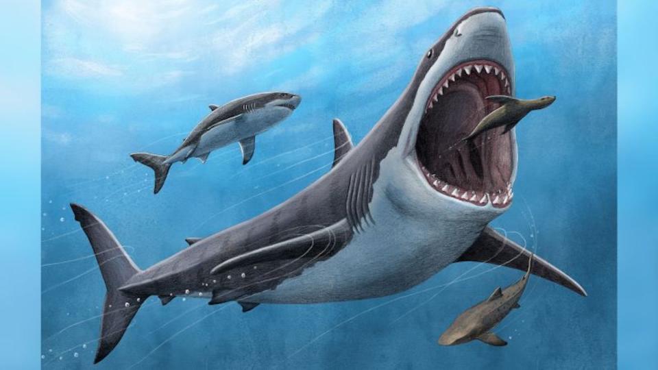 Un nuevo estudio encuentra que el antiguo tiburón Otodus megalodon (aquí en una ilustración) era parcialmente de sangre caliente. Esta característica puede haber jugado un papel en la extinción del peligroso depredador del ápice. (Crédito: Alex Boersma/PNAS/Reuters)